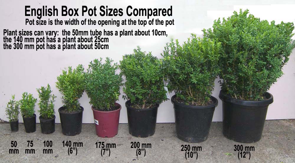 LARGE ENGLISH BOX TOPIARY CONE 1 METRE TALL EBay